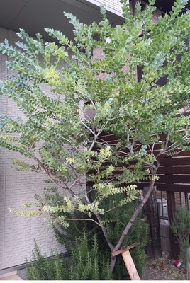 パールアカシア 受付停止中 Sud Austral Cl